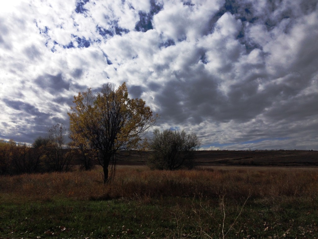 Yellow Tree Prairie 2